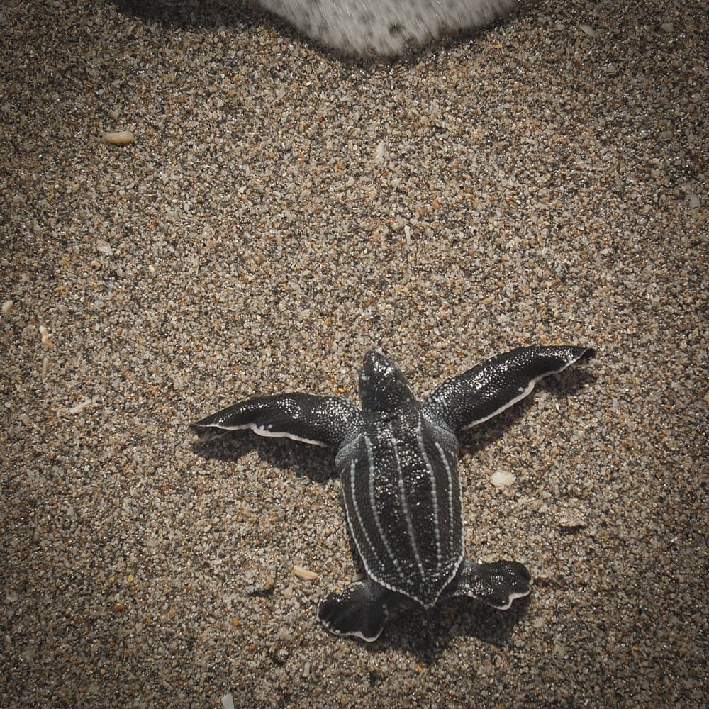 World Sea Turtle Day