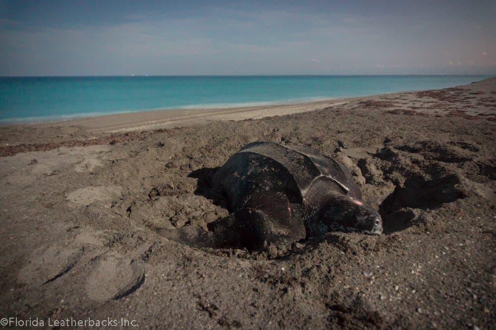 World Sea Turtle Day!